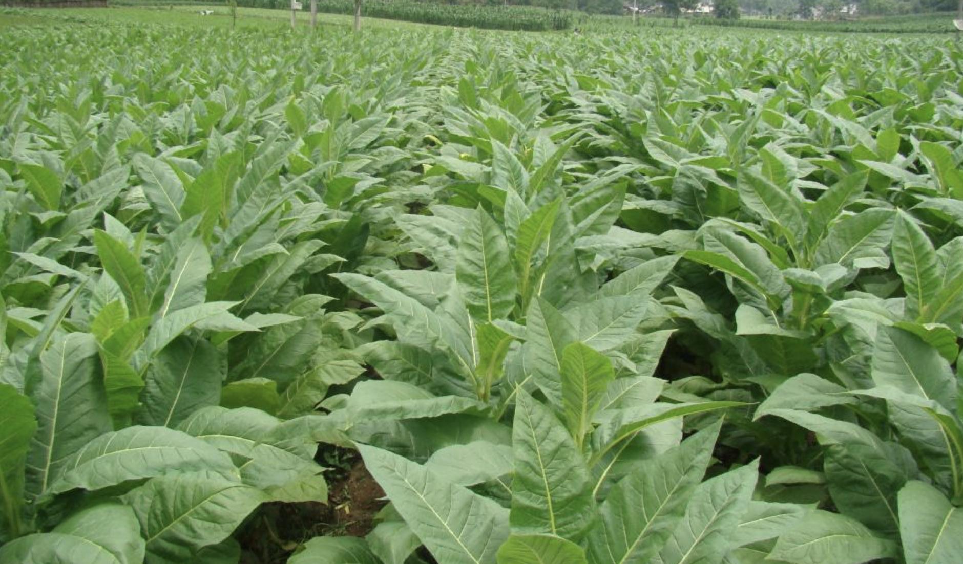 小猪说烟斗品牌,小猪说烟斗