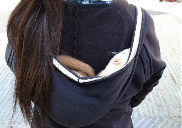 宠物貂新手避雷,宠物貂新手指南