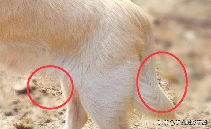 怎样选择手机专业外接长焦镜头,双镜头手机怎么外接镜头