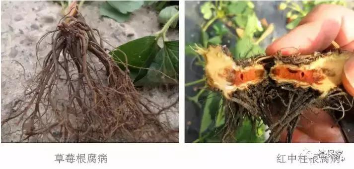 南京地区草莓病虫害防治的现状,温室草莓病虫害种类及防治措施