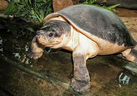 匠志萌宠乐园教学,匠志萌宠