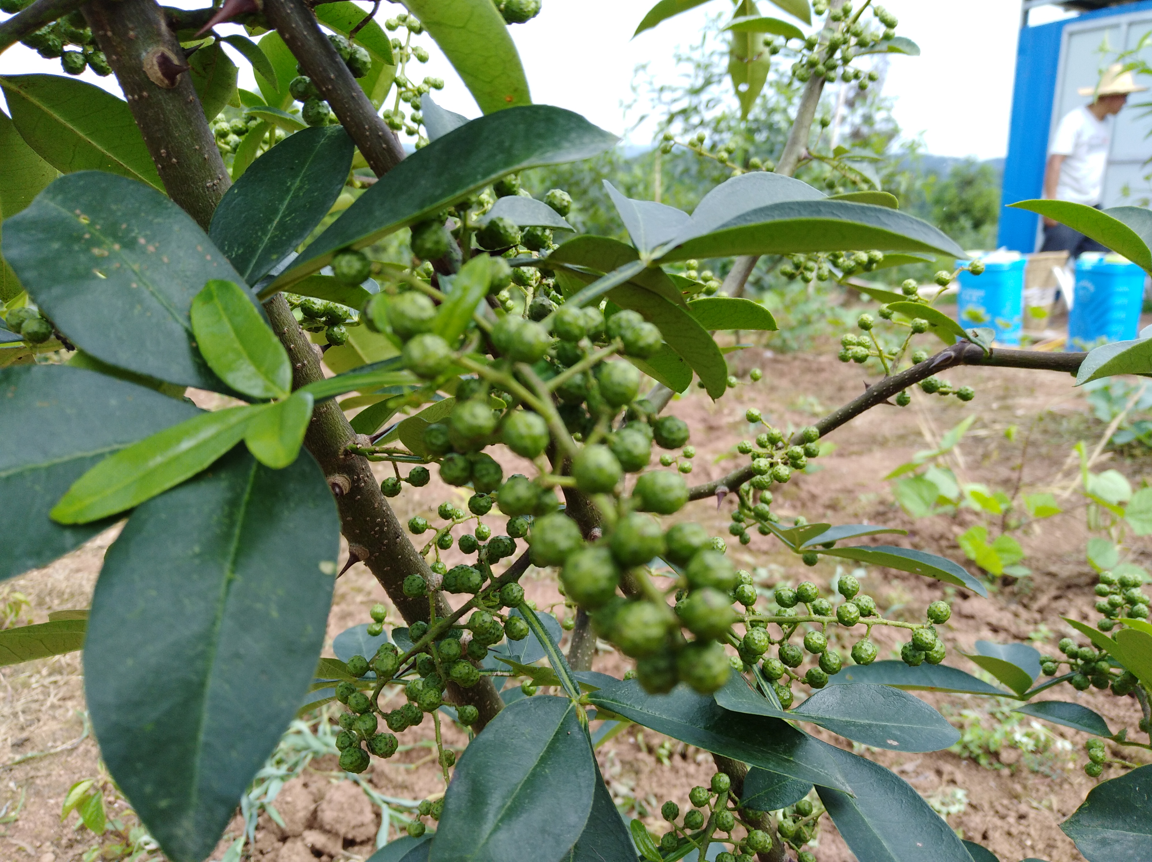 农村创业没钱没项目怎么办,农民创业没钱没地怎么创业