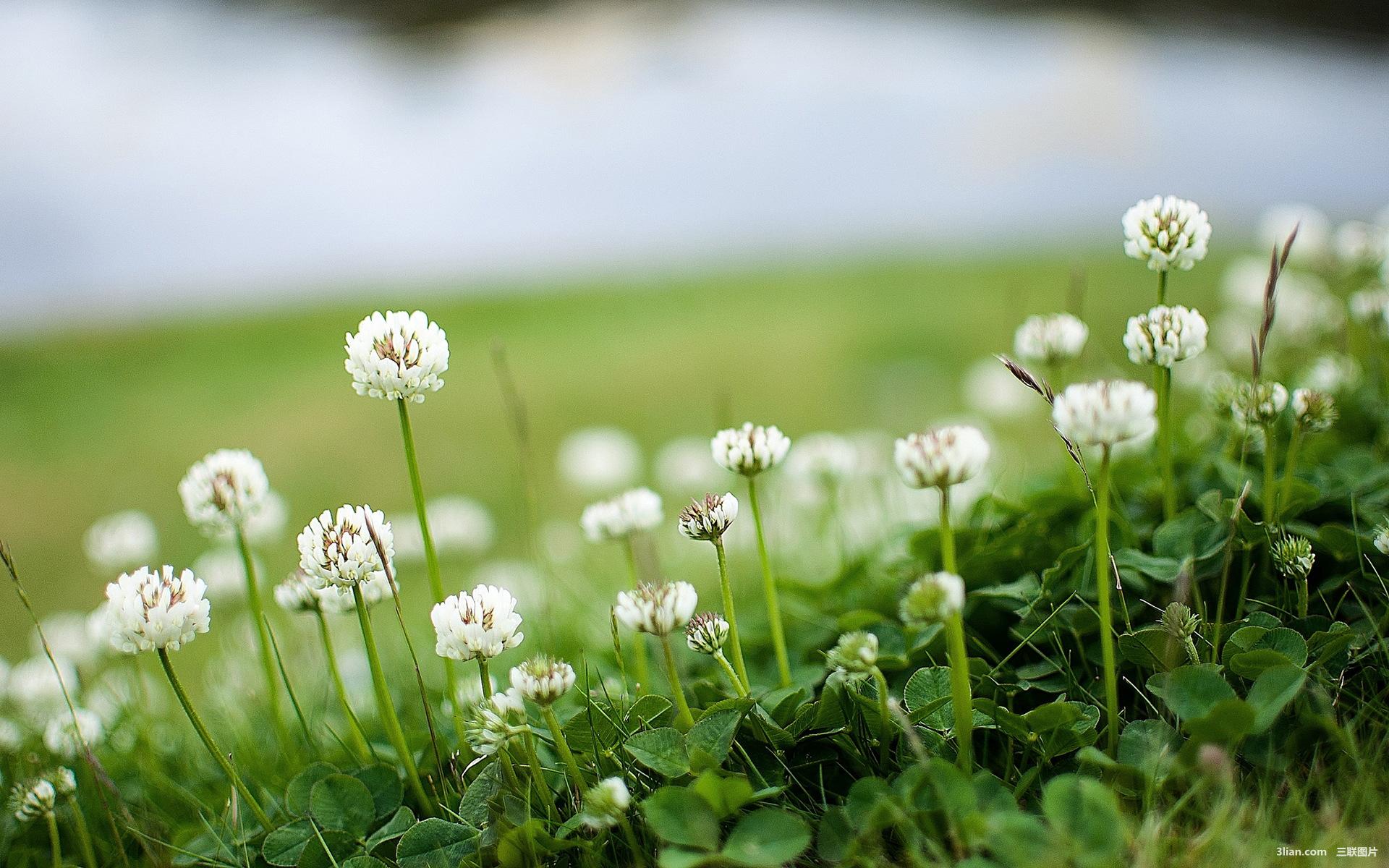 尖锐性湿疣经常反复怎么办,尖锐性湿疣反复发作怎么办