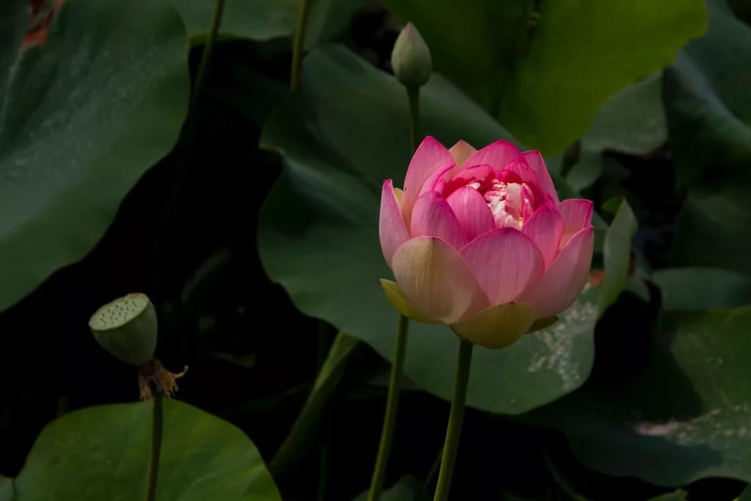 老子道德经人生三大智慧,道德经三条铁律