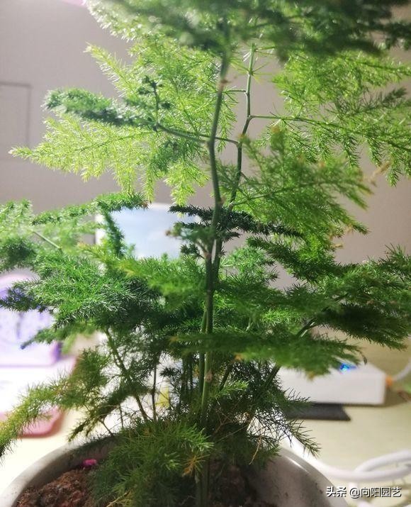 文竹不好养容易黄叶子,文竹不好养