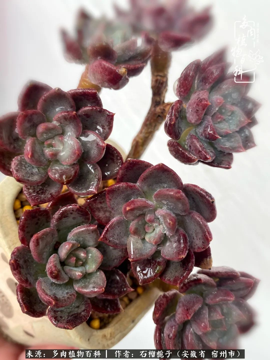 治愈系多肉：何以解忧，唯有多肉