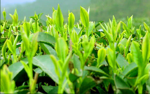 红茶有哪些最全红茶介绍,红茶分为哪几种哪种红茶最好喝