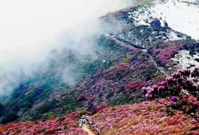 凉山州哪里可以赏花,西昌赏花攻略