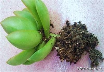 多肉火狐狸叶片皱巴巴,为什么我养的多肉叶片不饱满