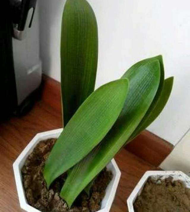 怎样让扦插的君子兰快速生根,土豆扦插君子兰多长时间能够发根