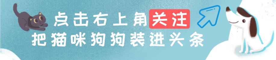 狗狗定点大小便晚上怎么办,狗狗会定点大小便
