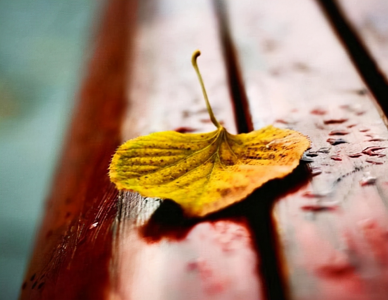 又一年浅秋，又一次想起了你：亲爱的，别来无恙？