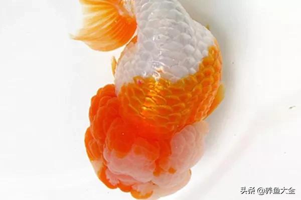 什么金鱼好养又好看,养哪种金鱼又好看又好养