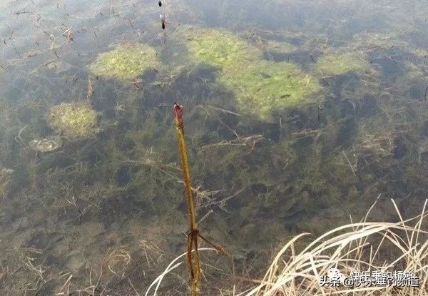 野钓搓饵挂钩注意事项,野钓怎么避免挂钩
