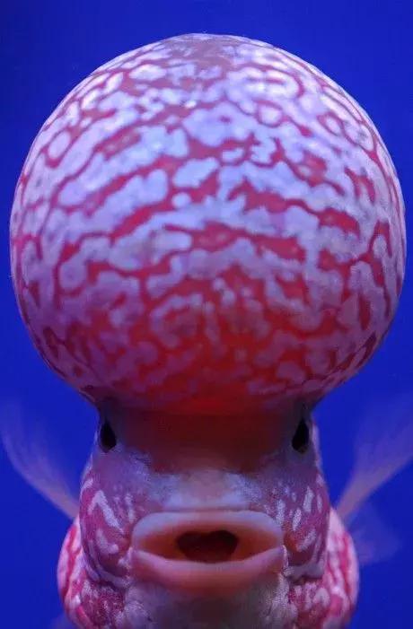 世界上最惊艳的海底照,100张绝美的海底照片