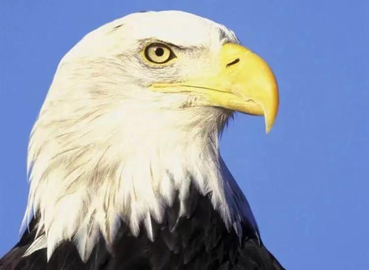 老鹰俯冲抓小鸡,老鹰抓小鸡有多大