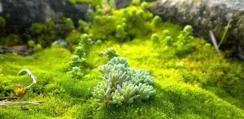 禅意庭院一定要用苔藓吗,禅意苔藓微景观制作视频