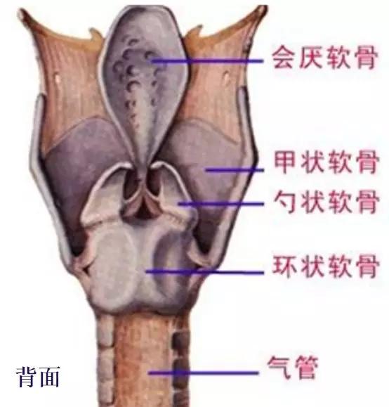 喉部病变做核磁还是ct,耳鼻喉科常见病影像诊断