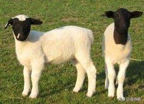 羔羊瘫软病怎样治疗,预防治疗羔羊软瘫病方法
