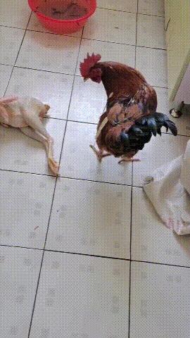 老虎：这是我准备养大吃的，你来凑什么热闹