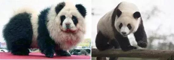 50个假洋牌你被忽悠了多久,这些假洋品牌千万别买