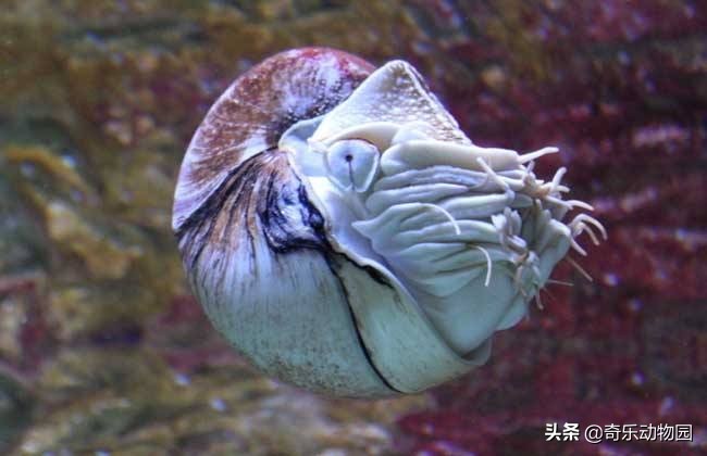 鹦鹉螺全球有多少只,鹦鹉螺世界上还存在吗