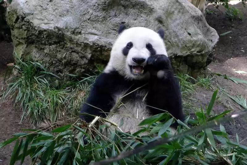 影响大熊猫生存的自然条件,大熊猫在野外怎么过冬