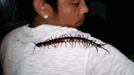 当蜈蚣遇到南方蟑螂会怎样,南方的大蟑螂有多可怕