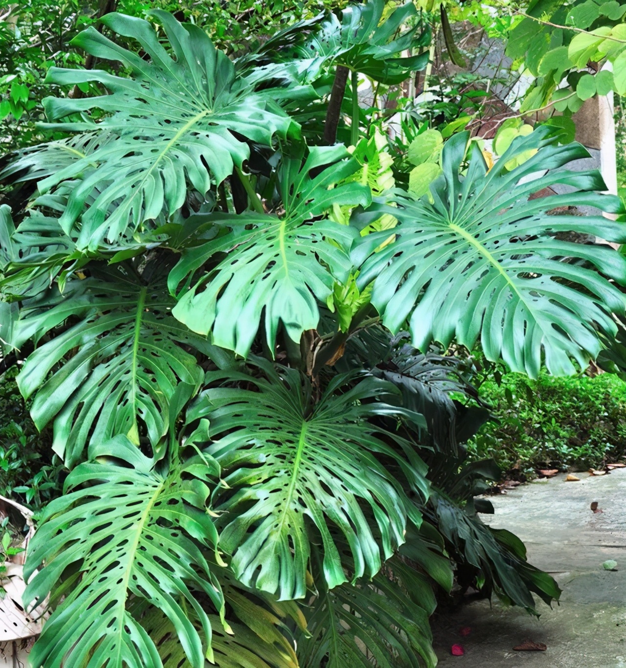 全封闭的院落适合养花吗,家庭小院养花技巧