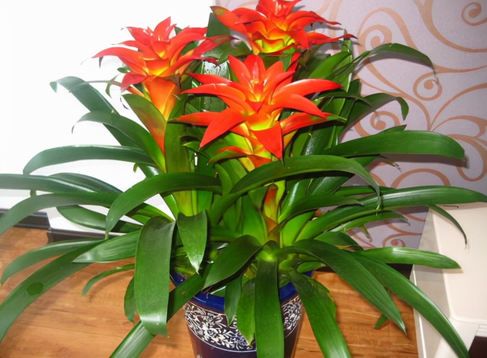 如何选择家中花卉植物盆栽,家庭常见的盆栽花卉的养护与管理