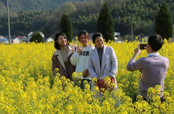 黄山踏青油菜花图片,黄山油菜花景观进入最佳观赏期