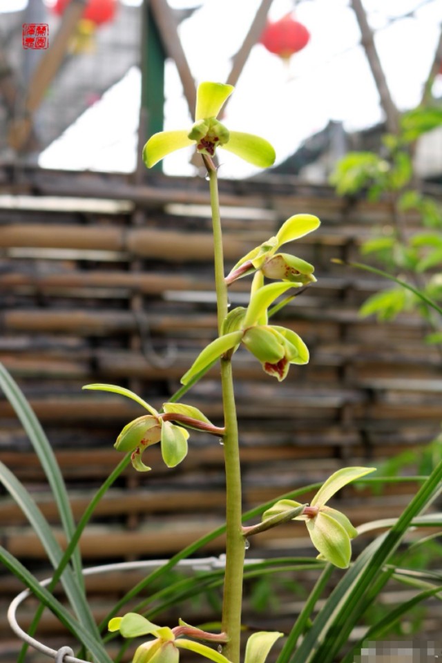蕙兰老八种里最好看的品种,蕙兰中最值得入手的品种