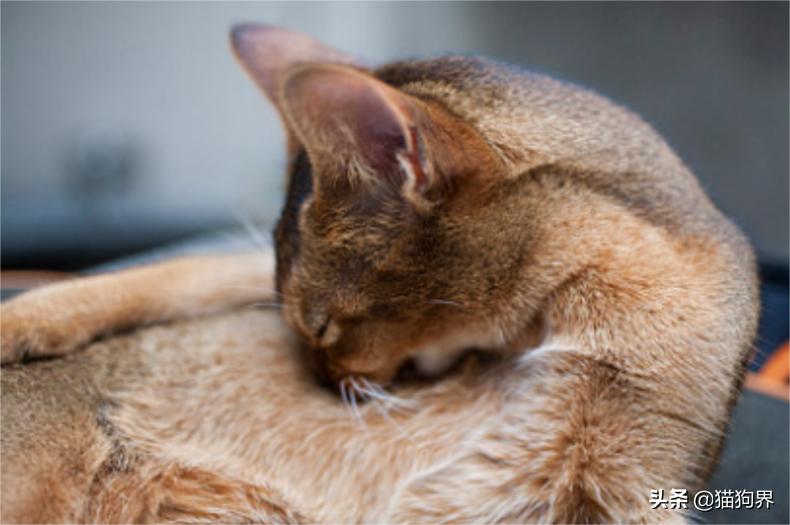 猫咪爱抓床垫咋办,猫咪爱抓主人的手怎么办