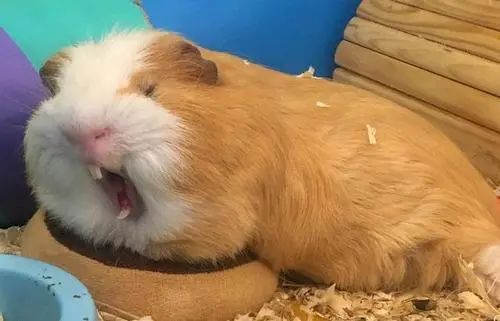 天竺鼠惊恐但贪吃,天竺鼠害怕会死掉吗