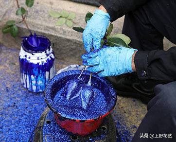 100种玫瑰高清,100种玫瑰花品种