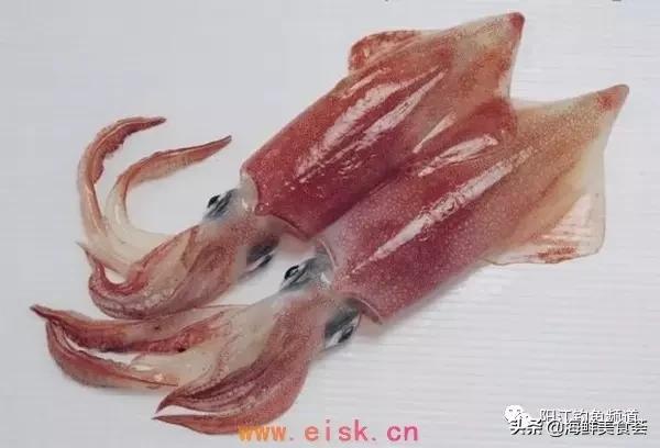 十种最受欢迎的海鱼,钓鱼人最爱的海鱼