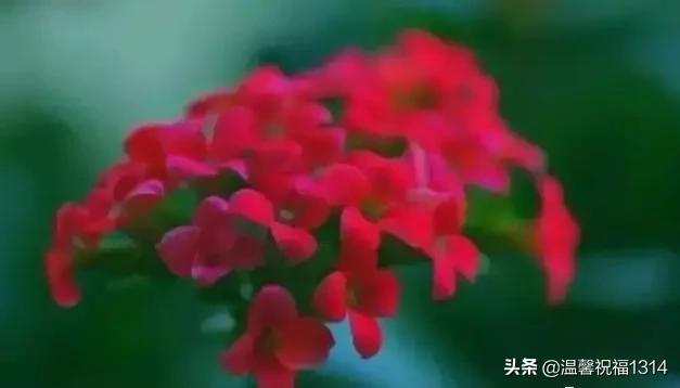 长寿花母亲节,母亲节长寿花视频