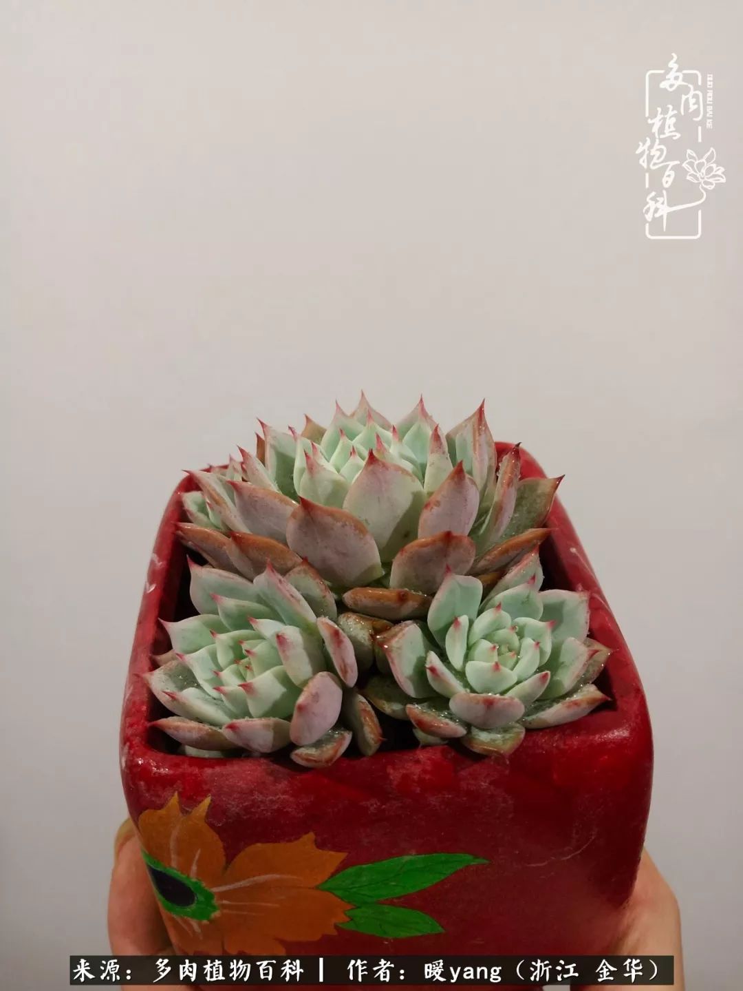 养多肉是业余的纯粹是爱好,每晚7点教您快速入门养多肉