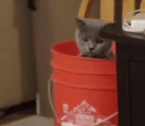 疫情宠物医院应该关门么,疫情宠物医院被迫关闭怎么办