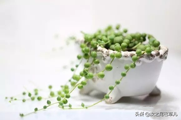 养多肉佛珠,多肉佛珠的正确养法