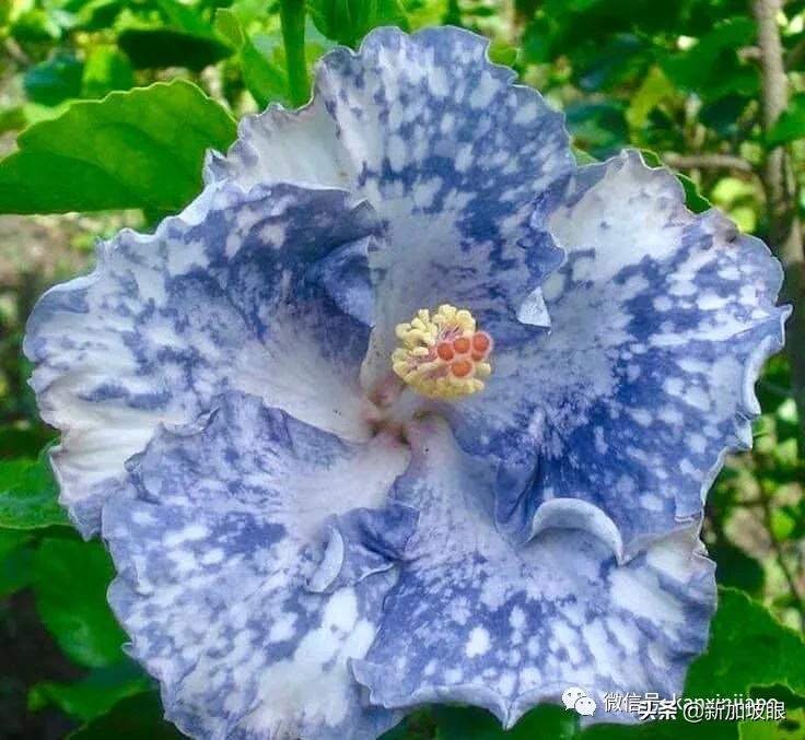 扶桑花和木槿花的区别图片,扶桑木槿花图片