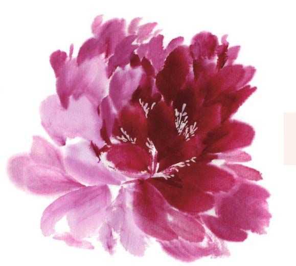 国画牡丹和石头的画法图片,初学国画牡丹花头画法图解