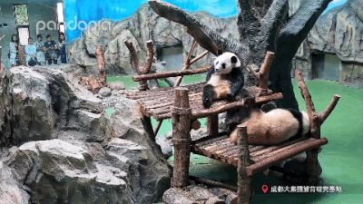 如何快速识别熊猫,熊猫的战斗力在动物界排名