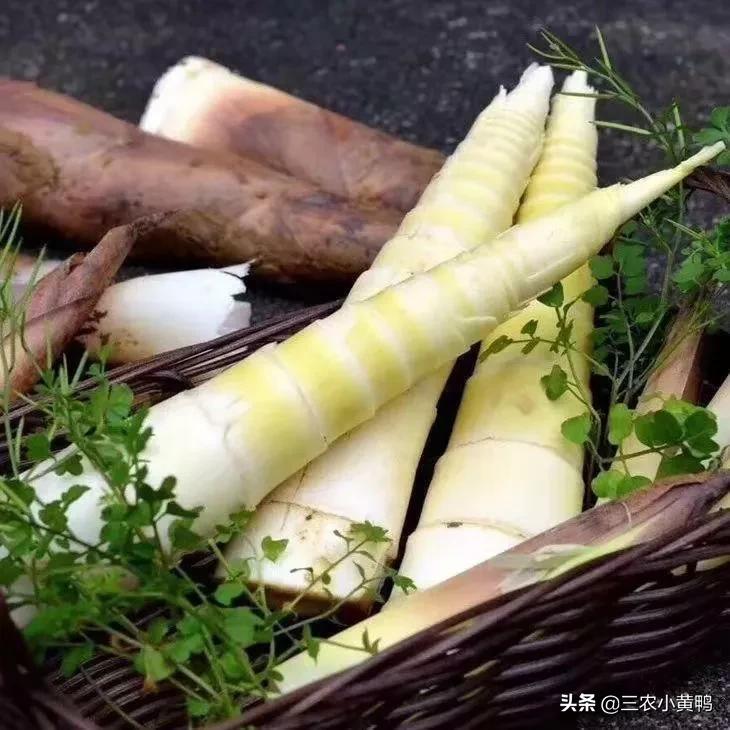 清明节春笋季节,清明时节笋是不是春笋