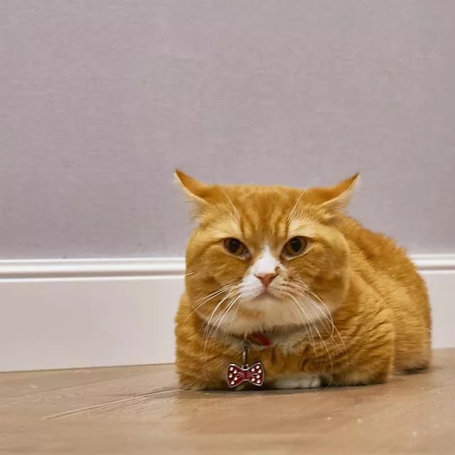 贵族阿比西尼亚猫,神秘的波斯猫