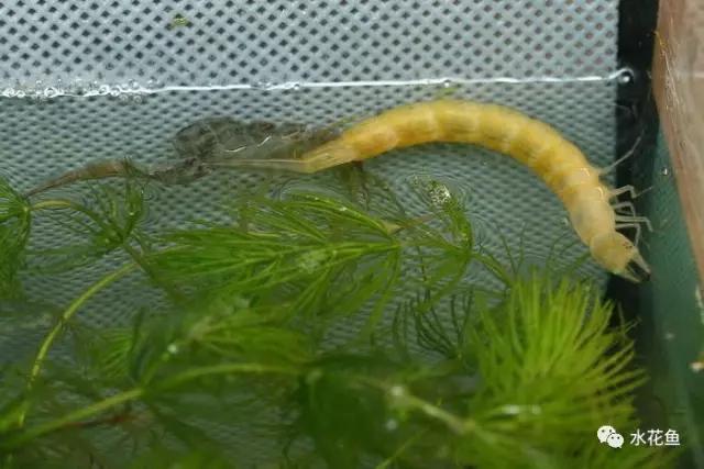 鱼苗消毒和病虫防治,水花鱼苗气泡病发病原因