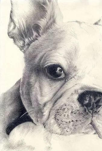 素描动物入门知识,素描动物简单入门教程狗