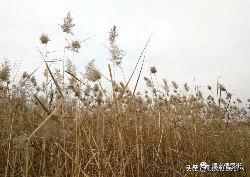 顺义区免费景点排行榜冬天,顺义最良心的八大免费景点