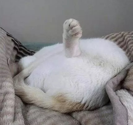 一只灵魂画手遇到猫,分享一组灵魂画手的作品