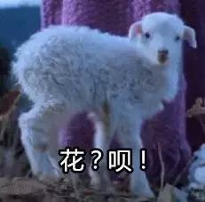 抖音全网第一名李子柒,李子柒抖音最火的女人